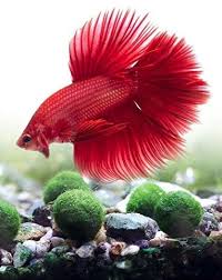 How To Create A Unique Marimo Moss Ball Terrarium Sicario