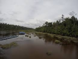 This page is about tasik chini,contains 1. Kembali Lagi Ke Tasik Chini