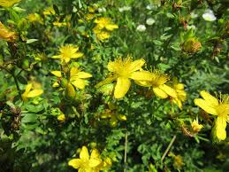 Image result for Hypericum quartinianum