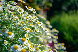 Image result for Feverfew
