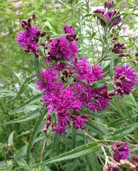 Image result for Vernonia fastigiata