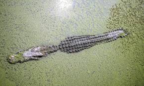 How High Can An Alligator Jump? — Animallearns | By Animal Learns | Medium