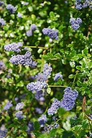 Ceanothus 'skylark' is a compact variety, with a spreading habit that lends itself nicely to wall training where space is at a premium. Our Plants California Flora Nursery