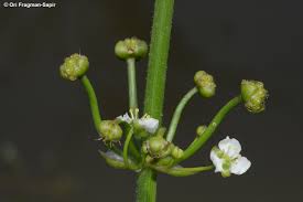 Image result for Limnophyton obtusifolium