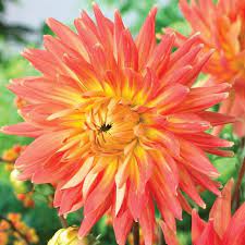 3 Count Motto Dahlia Bulbs Lowes Com In 2020 Planting Bulbs Bulbs And Seeds Plants
