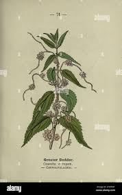Image result for Cuscuta kilimanjari