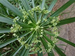 Image result for Cyperus dubius
