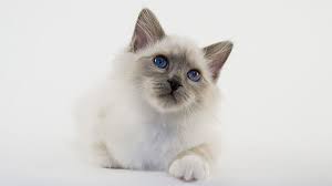 Templecats are short haired birman cats. Birman Price Personality Lifespan