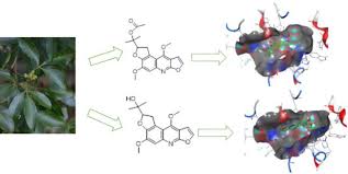 Image result for Vepris macedoi