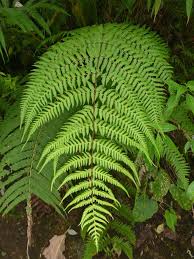 Image result for Macrothelypteris