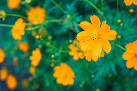 We did not find results for: 45 Best Summer Flowers Beautiful Flowers That Bloom All Summer