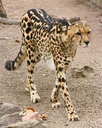 King Cheetah South A Frica Big Cat Family Wild Cats Animals Wild