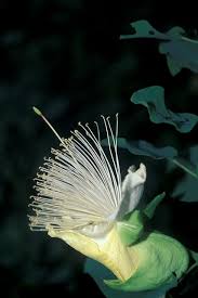 Image result for Capparaceae