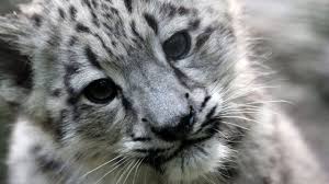 These rare, beautiful gray leopards live in the mountains of central asia. El Leopardo De Las Nieves Un Felino De Piel Blanca Al Borde De La Extincion Hazte Eco