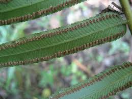 Image result for Ptisana salicifolia