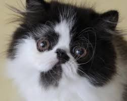 Black And White Persian Cat Black And White Persian Kitten Charlie White Persian Kittens Teacup Persian Cats Persian Kittens