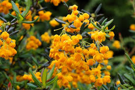Image result for Berberis