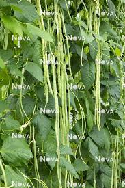 Image result for Vigna unguiculata