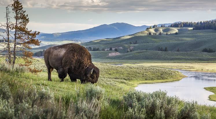 Yellowstone: el origen del paradigma de los parques nacionales