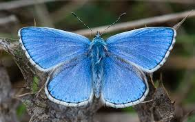 Name & address for phone number 803. Lyndon Adonis Blue Miscellaneous Posts Daily Doodles Pastimes Comments Articles And Reflections On This And That
