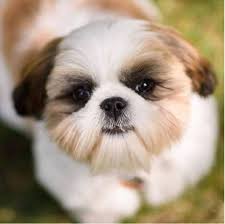 Advice from breed experts to make a safe choice. Shih Tzu Puppies For Sale Mn Sweetwater Shih Tzu