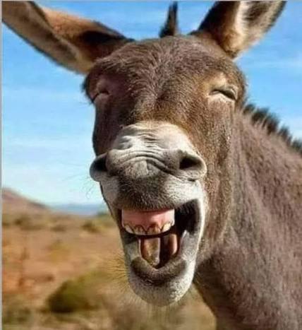 While donkeys are known for their distinctive bray, it's actually one of many sounds our long-eared friends make in their daily lives. 📣 Have you heard any of the below? 👇