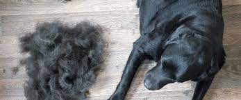 Dogs leave blankets of fur on your furniture. Everything You Need To Know About Dog Shedding