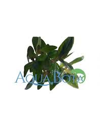 Image result for Nesaea crassicaulis