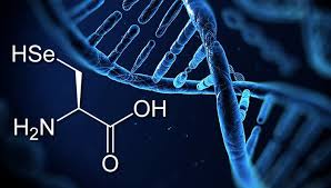 Das Rätsel der 21. Aminosäure - Selenocystein hat als einzige essenzielle  Aminosäure keinen eigenen DNA-Code - scinexx.de