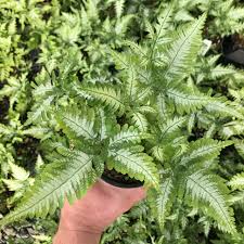 Image result for Pteris