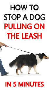 How To Stop A Dog Pulling On The Leash Dog Training Easiest Dogs To Train Dogs