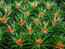 Maybe you would like to learn more about one of these? Plantes D Ombre 15 Plantes Qui N Ont Pas Besoin De Soleil Pour Grandir