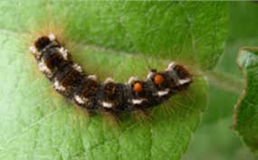 Can i treat them myself? Mainers Are Breaking Out In Painful Rashes Caused By The Browntail Moth Caterpillar