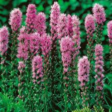 Maybe you would like to learn more about one of these? Liatris Planting And Care