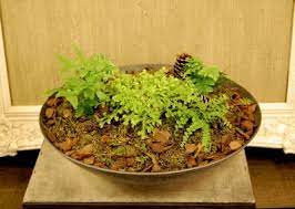 How To Care For A Fern And Moss Dish Garden Dish Garden Moss Garden Moss