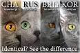How to Identify a Russian Blue: 12 Steps (with Pictures ...