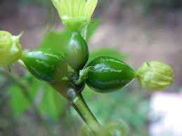 Image result for Zehneria pallidinervia