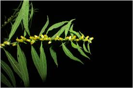 Image result for Marsdenia schimperi