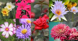 Birth Month Flower Necklace Australia Top 25 Birth Month Flowers And Their Meanings With Pictures