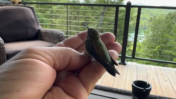 A hummingbird flew into my house and was at the window trying to get out.  It let me pick it up so I could release it outside ✨🤯 Incredible!