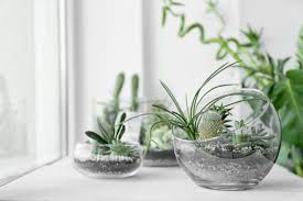 Los cactus o suculentas son un tipo de plantas que forman parte de la familia de las cactáceas. Como Hacer Un Terrario En Una Pecera De Cristal 10 Ideas Espaciohogar Com