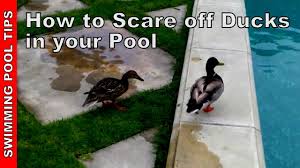 Everything you need to know about raising ducklings a typical day with pet ducks involves going out first thing in the morning to release the flock from their am i committed? Ducks In Your Swimming Pool How To Scare Them Off Youtube