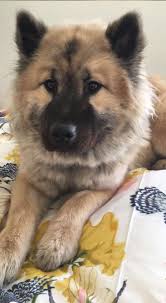 Check spelling or type a new query. Pin By Bella On Eurasiers Cute Dogs Cute Animals Beautiful Dogs