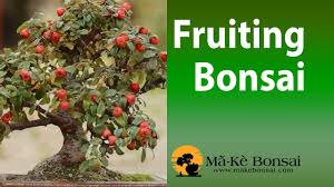 The apple bonsai needs to be watered frequently with water needs rising when the tree begins bearing fruit. Bonsai Fruit Trees Fruiting Bonsai Trees For Beginners Bonsai Pomegranate 76 Youtube