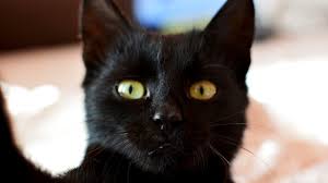 Find a black on gumtree, the #1 site for cats & kittens for sale classifieds ads in the uk. Black Cats Shunned For Purr Fect Selfies Bbc News