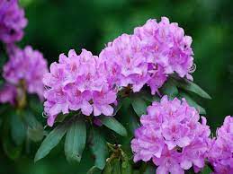 Nur so können die triebe bis zum winterbeginn vollständig ausreifen. Rhododendron Dungen Pflegen Schneiden Und Mehr