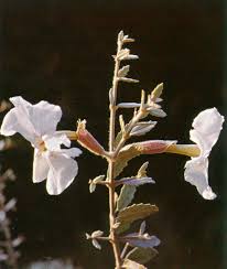 Image result for Catophractes alexandri