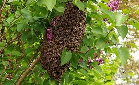 Les guêpes créant leur nid sous terre au printemps, la jeune fondatrice visite les vos dernières recherches : Destruction D Un Nid De Guepes Ou Essaim D Abeilles Bonne Ou Mauvaise Idee