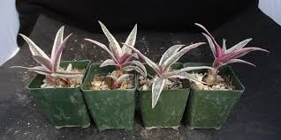 Image result for Ledebouria Unidentified sp. no6.