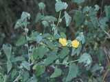 Image result for Abutilon angulatum